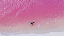 Romantic Las Coloradas Pink Lake,Cenote 1-Day Tour from Cancun