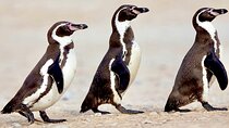 Fr STGO: WILD PENGUINS, SEALION, SANDBOARD, PARAGLIDING & PICNIC