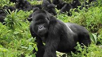 2 Days 1 Night Gorilla Trekking Safari in Rwanda