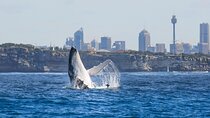 Whale Watching Sydney 2-Hour Express Cruise