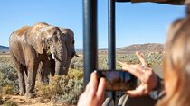 Big Five Safari Experience Near Cape Town ,South Africa