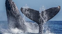 Los Cabos Private Yacht Whale Watching & Drinks — Up to 18 Guests