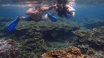 Anilao Snorkel Safari: Explore the Amazing Underwater World
