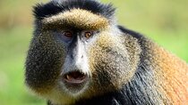 2 days Twin Lakes and Golden Monkeys Adventure(2Days & 1Night)
