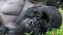 7 Days Explore Mgahinga Gorilla National Park Safari