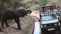 1 Day Lake Manyara Private Safari