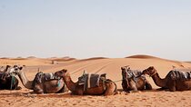 Shared 3 Days Desert Tour from Marrakech (Private Accommodations)