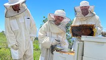 Honey Bee Adventure at the Maui Honey Bee Sanctuary