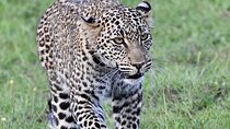 3 Days Masai Mara Luxury Safari