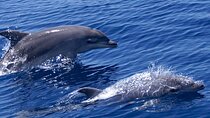 2 Hours Dolphin Watching Cruise in Muscat