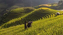 Mu Cang Chai Trekking Tour 3 Days 2 Nights