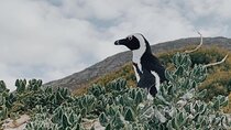  Penguins Private Tour- Cape of Good Hope & Cape Point Tour from Cape Town