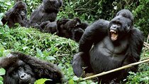 3-Day Climax Guided Gorilla Trekking Mist and Batwa Safari