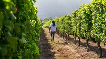 Splendour in the Winelands - Private Tour