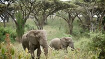 2 Days Safari Tour in Tarangire and Ngorongoro Crater