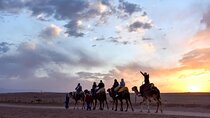 Sunset camel ride and Dinner in Agafay Desert with transport from Marrakech