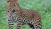 Jaipur Leopard Safari Tour at Jhalana Park
