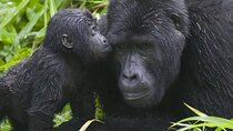 3-Day Private Guided Gorilla Trekking Uganda and Batwa Experience