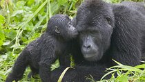 5 Day Private Uganda Gorillas and Chimps Tour
