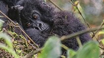 3 Days Rwanda Uganda Gorilla Trekking Safari