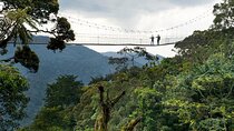 1 Day Canopy Walk Adventure in Nyungwe Forest National Park
