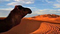 Camel trek with 1 Night in Luxury camp with Dinner+ Sundbording