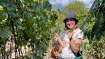 Wine tour to Kakheti region from Tbilisi, Bake and take, Harvest and squish ! 