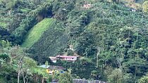 Private Visit to Organic and Craft Coffee Farm in Risaralda