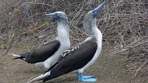 Full Day Tour Isla Salango Snorkel Seabirds from Guayaquil