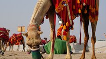 Doha: Overnight Camp Desert Safari Tour with Dinner and Breakfast