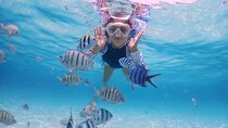  (August special)Bali Snorkeling Blue Lagoon with Lunch & Guide 