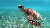 Turtle Akumal Adventure! Tulum Ruins and Cenote from Riviera Maya