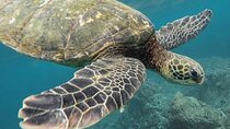 Tulum Ruins & Turtles Swim! Round with Cenote From Riviera Maya