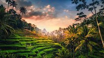 Ubud waterfall, rice terraces, and swing explore
