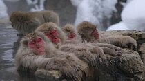 Nagano Snow Monkey 1 Day Tour with Beef Sukiyaki Lunch from Tokyo