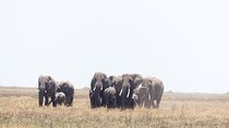 6-Day Ndutu Migration Calving Season Safari