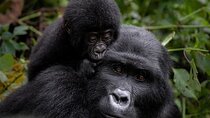 3 Days gorilla trekking Safari tour in Uganda