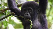 10 Days Uganda Safari with Gorillas