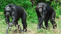 Ol Pejeta Conservancy & Chimpanzee Sanctuary full day tour