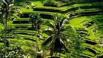 Bali Full-Day Traditional Village Sightseeing Trip All Inclusive