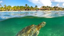 Turtles & Tulum Ruins! With Cenote from Tulum City 