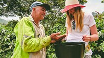 Private tour: Colombian Coffee Farm & Culture from Medellin - From crop to cup!