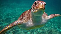 Full-Day Guided Snorkeling Tour to Akumal from Cancun