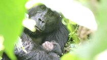 4 Days Flying Gorilla Trekking Luxury Safari-Bwindi N. Park