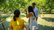 Guided tour of a historic lemon grove in Sorrento