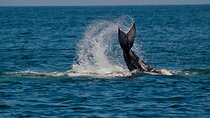 Private Whale Watching Sailing Tour