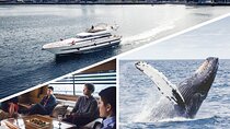 Whale Watching & Dolphin Yacht Cruise