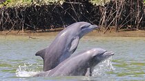 Half-Day Dolphin and Bird Watching in the Mangrove Forest of Puerto del Morro