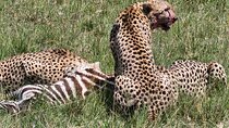 6 Days Amboseli, Lake Naivasha and Masai Mara Adventure