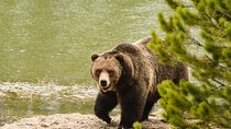 Private Wildlife and Waterfalls Yellowstone Tour
